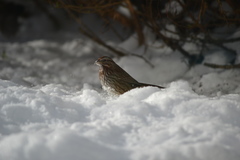 Melospiza melodia morphna