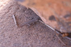 Pristurus