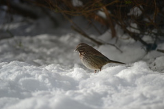 Melospiza melodia morphna