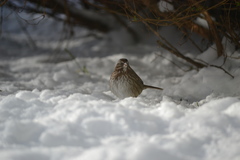 Melospiza melodia morphna