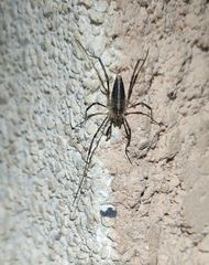 Odiellus troguloides