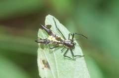 Micrathena pichincha