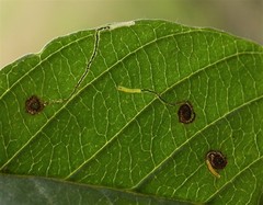 Bucculatrix frangutella