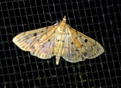 Herpetogramma cynaralis
