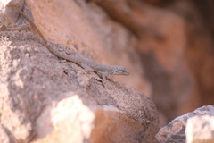 Pristurus