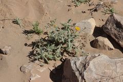 Pulicaria mauritanica