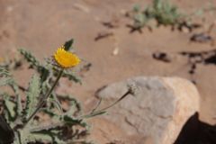 Pulicaria mauritanica