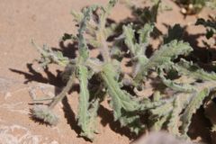 Pulicaria mauritanica