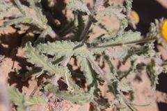 Pulicaria mauritanica