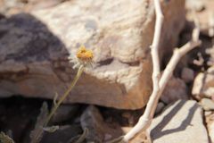 Pulicaria mauritanica