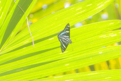 Jemadia pseudognetus