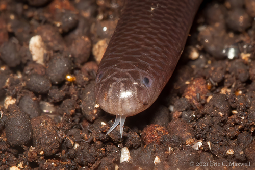 Brahminy Blindsnake, 5210 College Rd, Key West, FL 33040, USA, photo 9 of 10