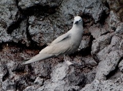 Anous stolidus galapagensis