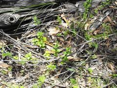 Gonocarpus urceolatus
