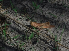 Austracris basalis