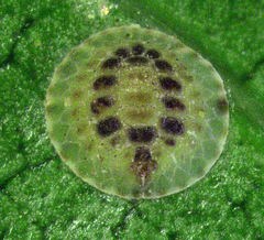 Epelidochiton piperis