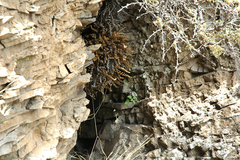 Myriopteris intertexta