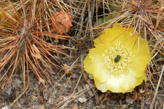 Airampoa ayrampo