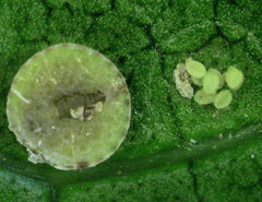 Epelidochiton piperis