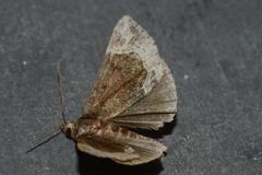 Hypena abalienalis