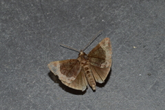 Hypena abalienalis