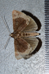 Hypena abalienalis