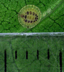 Epelidochiton piperis