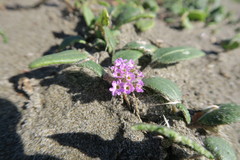 Abronia umbellata breviflora