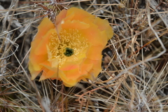 Airampoa ayrampo