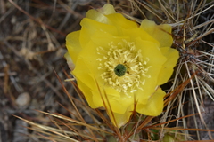 Airampoa ayrampo