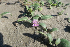 Abronia umbellata breviflora