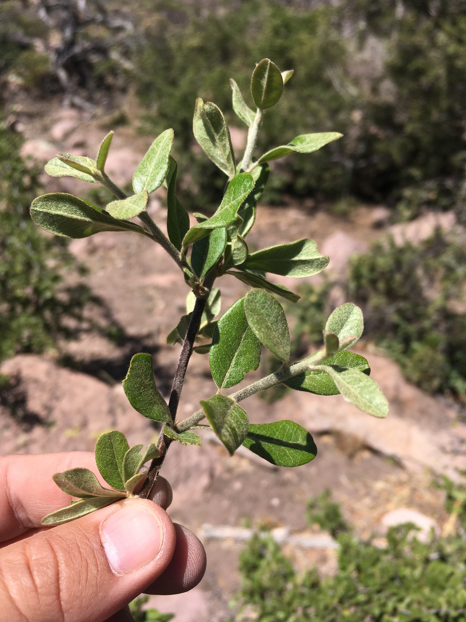 Sideroxylon lanuginosum ssp. rigidum
