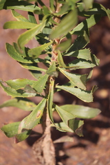 Goodenia scapigera scapigera