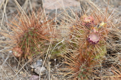 Airampoa ayrampo