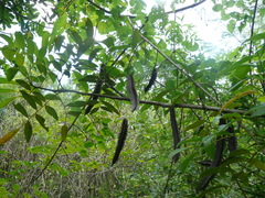 Cuspidaria convoluta