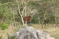 Tragelaphus scriptus bor