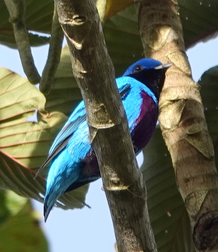 Lovely Cotinga (Cotinga amabilis), photo 4