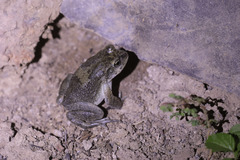 Sclerophrys arabica
