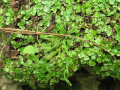 Selaginella pilifera