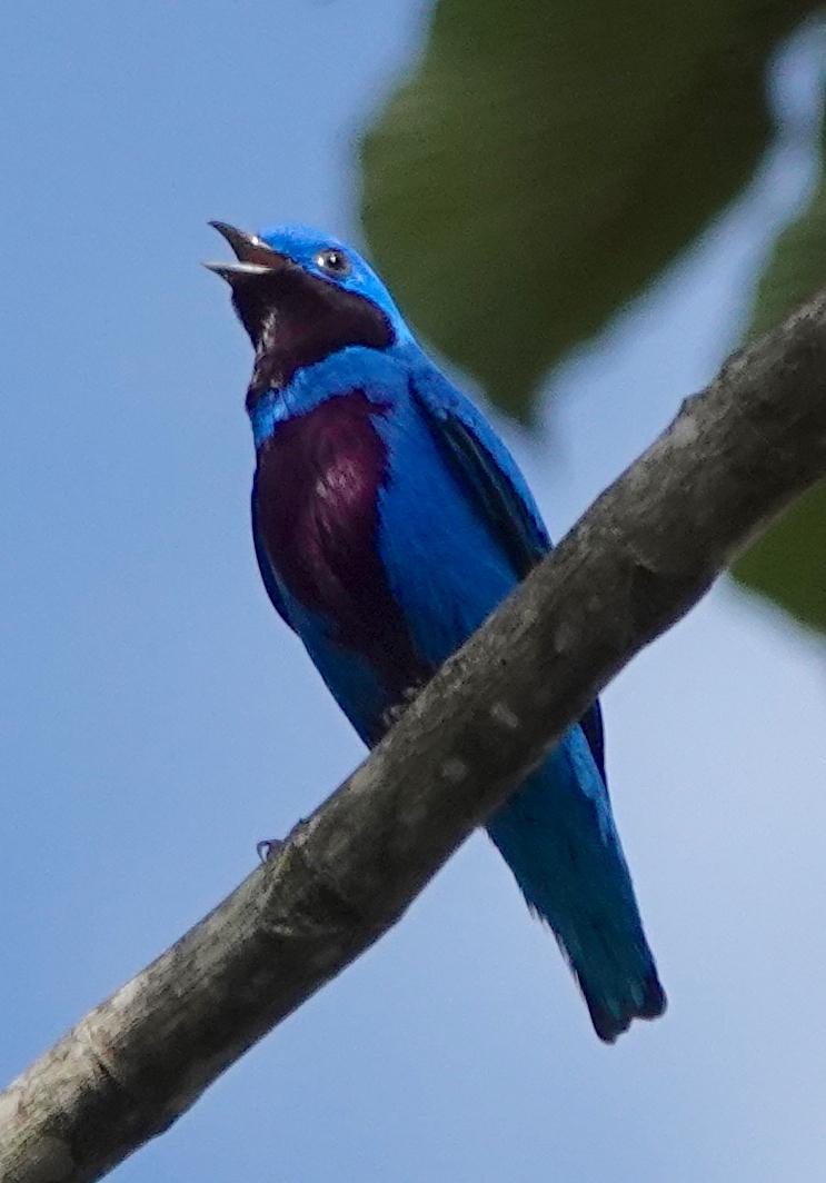 Lovely Cotinga (Cotinga amabilis), photo 8
