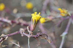 Senecio ctenophyllus