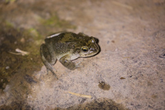 Sclerophrys arabica