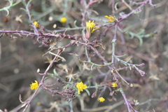Senecio ctenophyllus