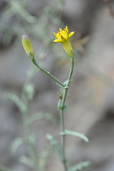 Senecio ctenophyllus