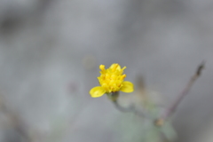 Senecio ctenophyllus