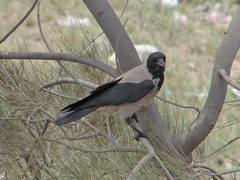 Corvus cornix