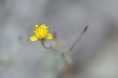 Senecio ctenophyllus