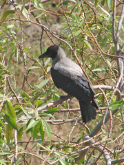 Corvus cornix
