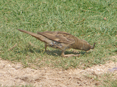 Passer domesticus