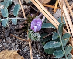 Astragalus cobrensis